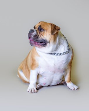Köpek arka plan üzerinde. bir stüdyoda çekilmiş.