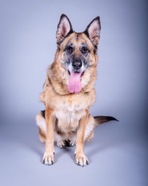 Köpek arka plan üzerinde. bir stüdyoda çekilmiş.