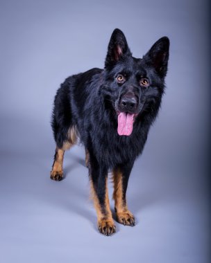 Köpek arka plan üzerinde. bir stüdyoda çekilmiş.