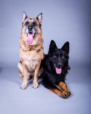 Köpek arka plan üzerinde. bir stüdyoda çekilmiş.