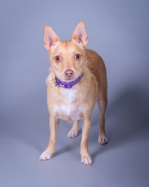 Köpek arka plan üzerinde. bir stüdyoda çekilmiş.