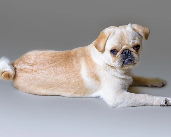 Dog on background. taken in a studio. — Stock Photo, Image