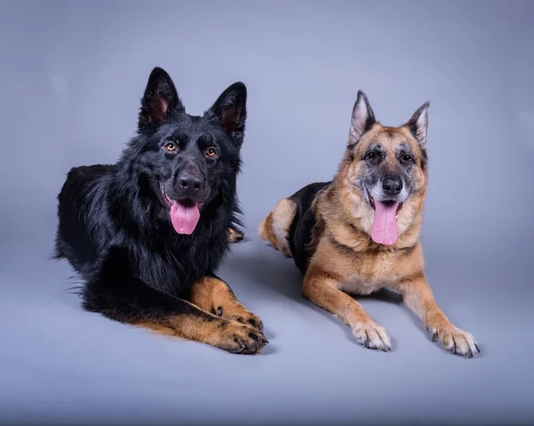 Köpek arka plan üzerinde. bir stüdyoda çekilmiş.