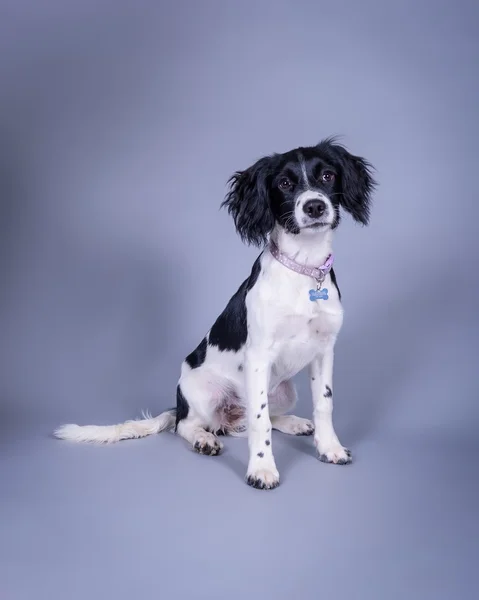 Cão no fundo. tomado em um estúdio . — Fotografia de Stock