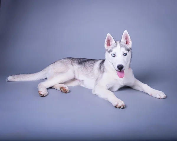 Hund im Hintergrund. aufgenommen in einem Studio. — Stockfoto