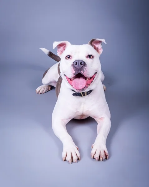 Köpek arka plan üzerinde. bir stüdyoda çekilmiş.