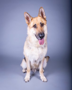 Köpek arka plan üzerinde. bir stüdyoda çekilmiş.