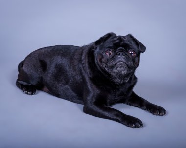 Köpek arka plan üzerinde. bir stüdyoda çekilmiş.