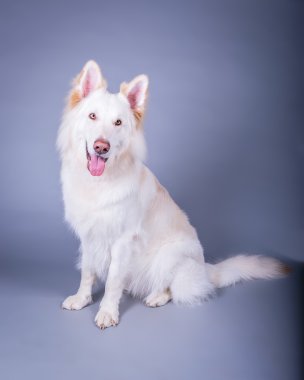 Köpek arka plan üzerinde. bir stüdyoda çekilmiş.