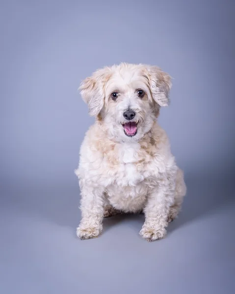 Cão no fundo. tomado em um estúdio . — Fotografia de Stock