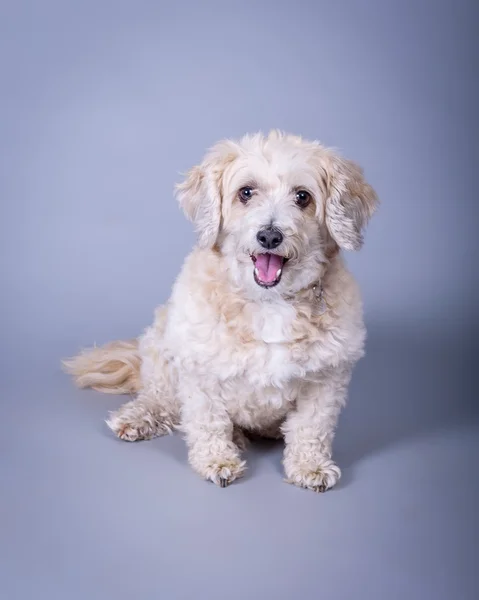 Hund im Hintergrund. aufgenommen in einem Studio. — Stockfoto