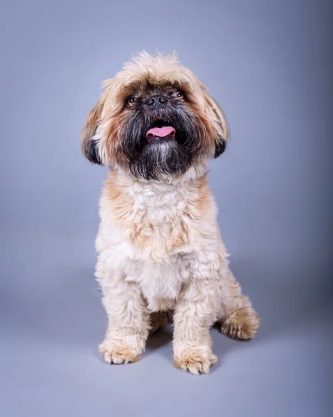 Dog on background. taken in a studio. — Stock Photo, Image