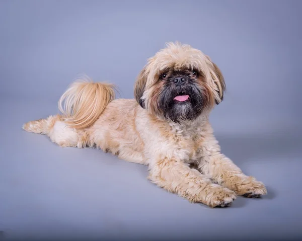 Cão no fundo. tomado em um estúdio . — Fotografia de Stock