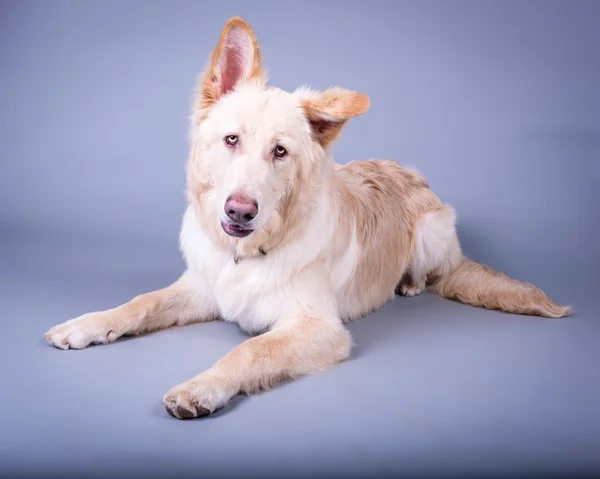 Hond op achtergrond. genomen in een studio. — Stockfoto