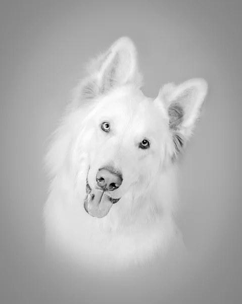 Hund im Hintergrund. aufgenommen in einem Studio. — Stockfoto