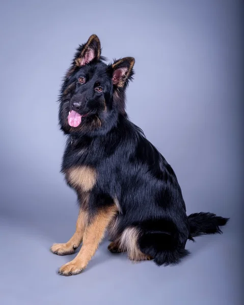 Hund im Hintergrund. aufgenommen in einem Studio. — Stockfoto