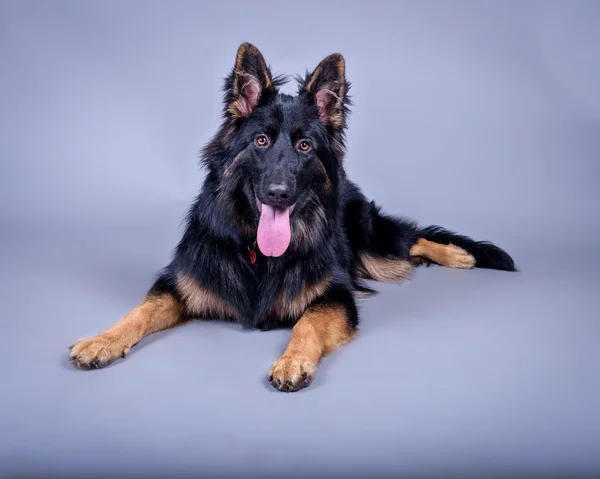 Cão no fundo. tomado em um estúdio . — Fotografia de Stock