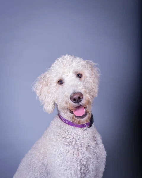 Cão no fundo. tomado em um estúdio . — Fotografia de Stock