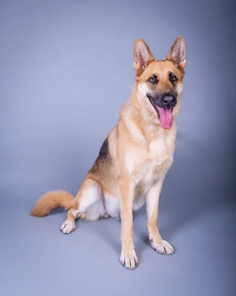 Hond op achtergrond. genomen in een studio. — Stockfoto