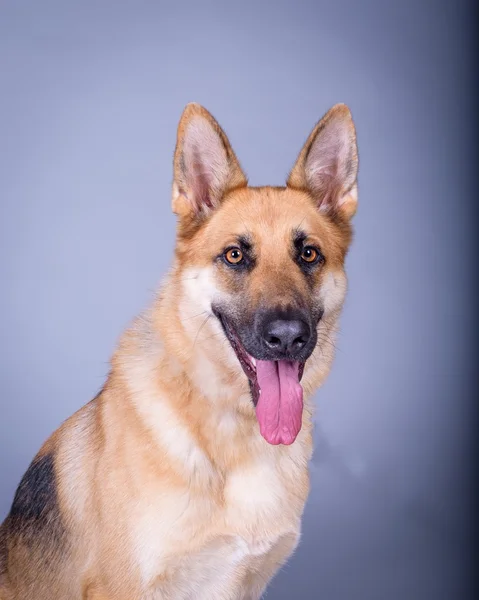 Hond op achtergrond. genomen in een studio. — Stockfoto