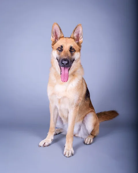 Hond op achtergrond. genomen in een studio. — Stockfoto