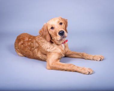 Köpek arka plan üzerinde. bir stüdyoda çekilmiş.