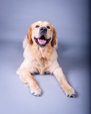 Köpek arka plan üzerinde. bir stüdyoda çekilmiş.
