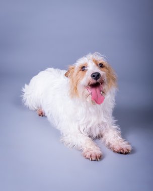 Köpek arka plan üzerinde. bir stüdyoda çekilmiş.