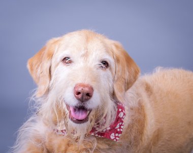 Köpek arka plan üzerinde. bir stüdyoda çekilmiş.