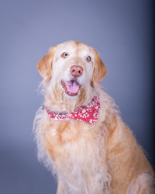 Köpek arka plan üzerinde. bir stüdyoda çekilmiş.