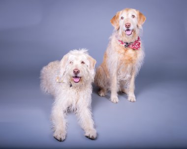 Köpek arka plan üzerinde. bir stüdyoda çekilmiş.