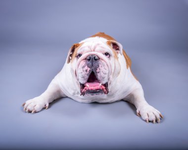 Köpek arka plan üzerinde. bir stüdyoda çekilmiş.