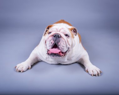 Köpek arka plan üzerinde. bir stüdyoda çekilmiş.