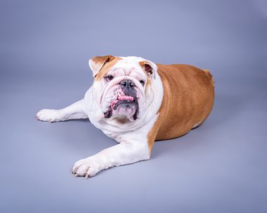 Köpek arka plan üzerinde. bir stüdyoda çekilmiş.