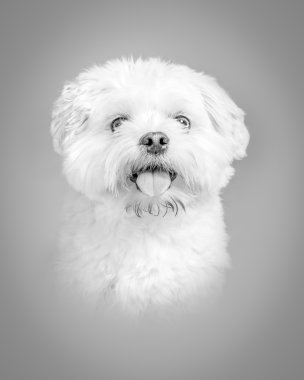 Köpek arka plan üzerinde. bir stüdyoda çekilmiş.