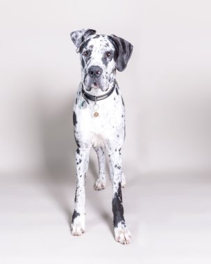 Köpek arka plan üzerinde. bir stüdyoda çekilmiş.