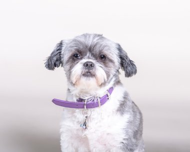 Köpek arka plan üzerinde. bir stüdyoda çekilmiş.