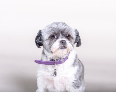 Köpek arka plan üzerinde. bir stüdyoda çekilmiş.