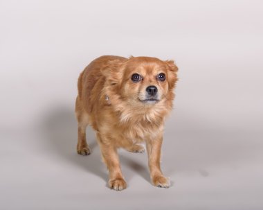 Köpek arka plan üzerinde. bir stüdyoda çekilmiş.