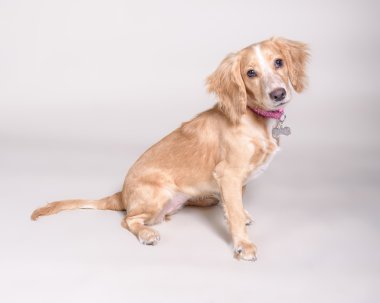 Köpek arka plan üzerinde. bir stüdyoda çekilmiş.