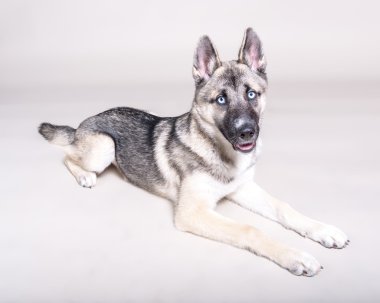 Köpek arka plan üzerinde. bir stüdyoda çekilmiş.