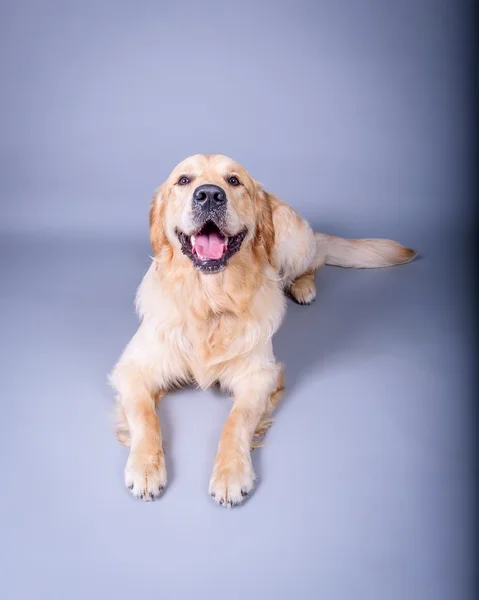 Köpek arka plan üzerinde. bir stüdyoda çekilmiş.