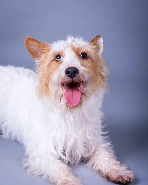 Dog on background. taken in a studio. — Stock Photo, Image