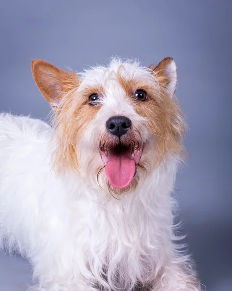 Cane sullo sfondo. preso in uno studio . — Foto Stock