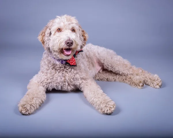 Köpek arka plan üzerinde. bir stüdyoda çekilmiş.