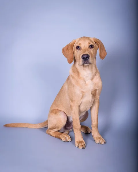 Cão no fundo. tomado em um estúdio . — Fotografia de Stock