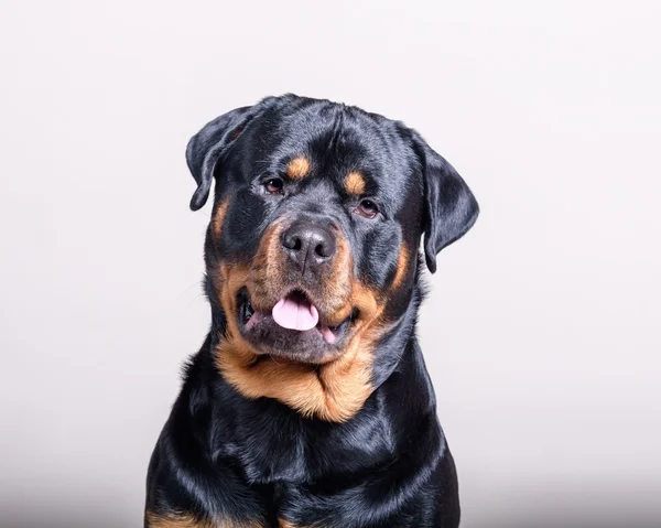 Köpek arka plan üzerinde. bir stüdyoda çekilmiş.