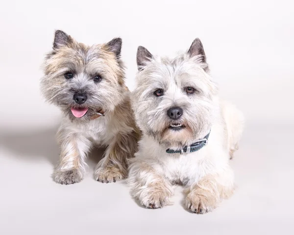 Köpek arka plan üzerinde. bir stüdyoda çekilmiş.