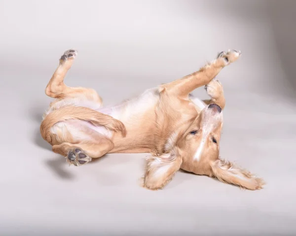 Köpek arka plan üzerinde. bir stüdyoda çekilmiş.