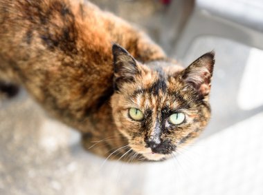 A her zaman ev evsiz kedi lüzum